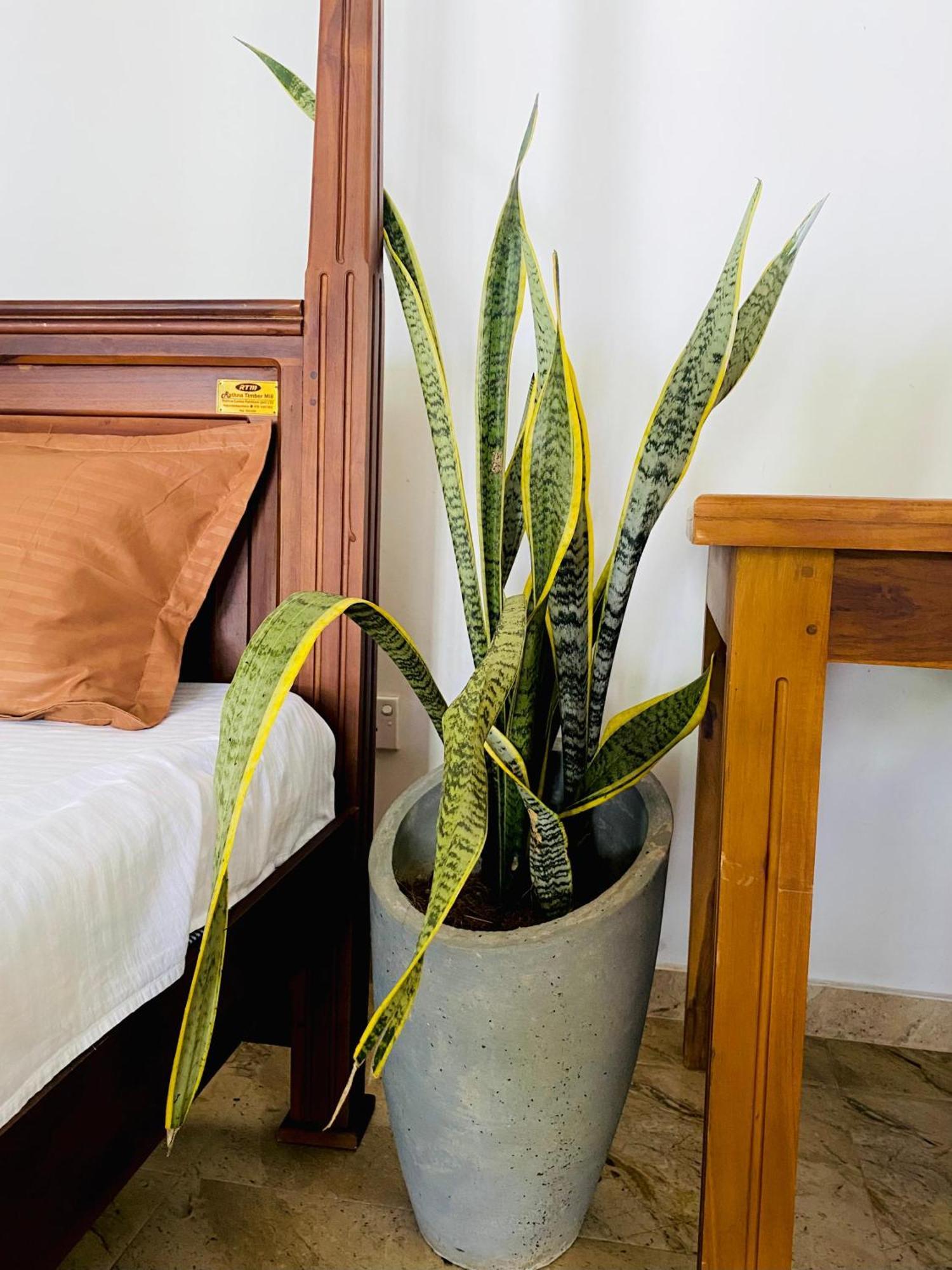Sasmika Villa Surf And Yoga Hostel Weligama Zewnętrze zdjęcie